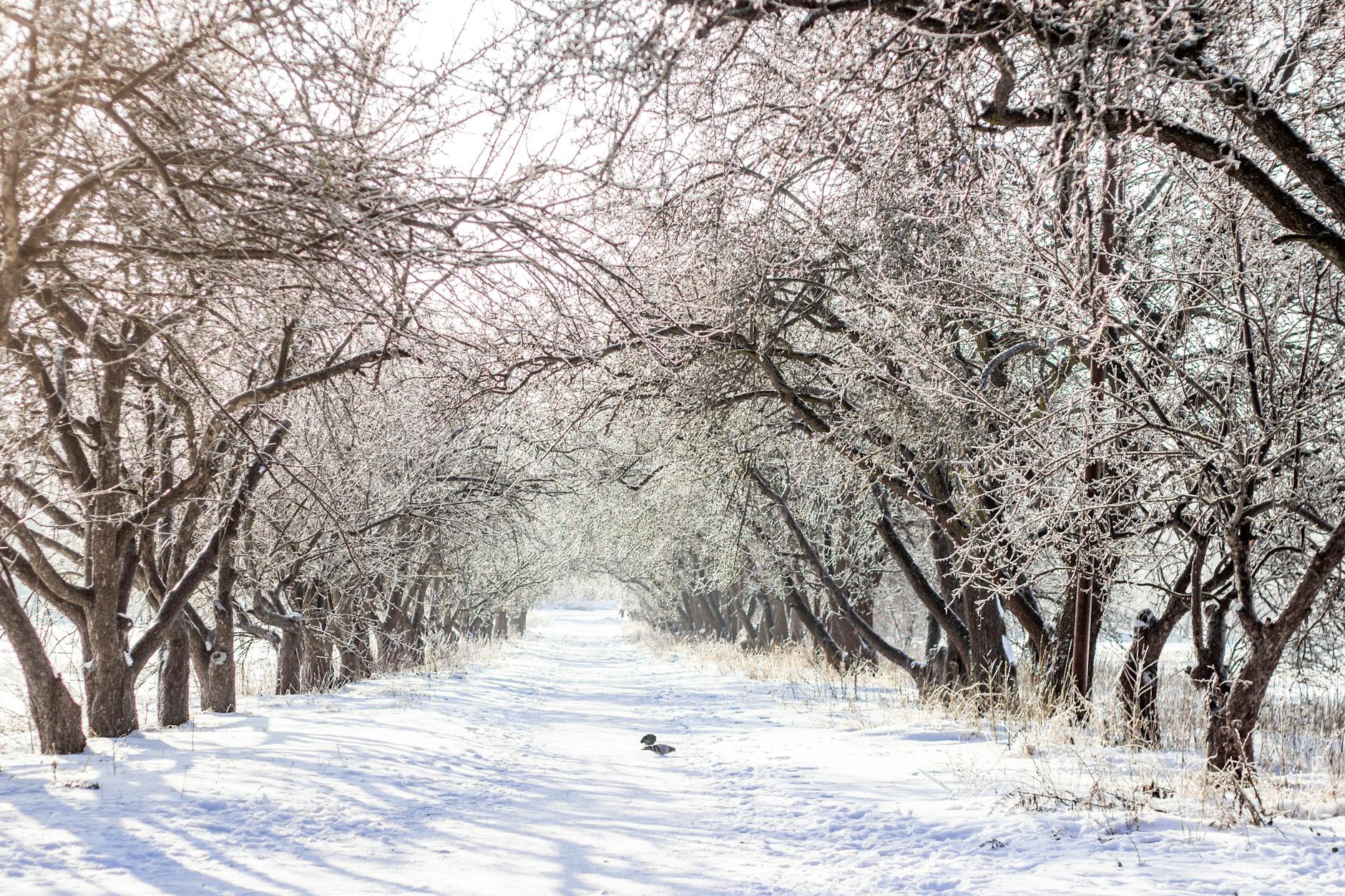 What the snow? AI Chatbots Predicting DC Weather!